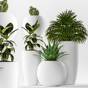 plants 262 3D model