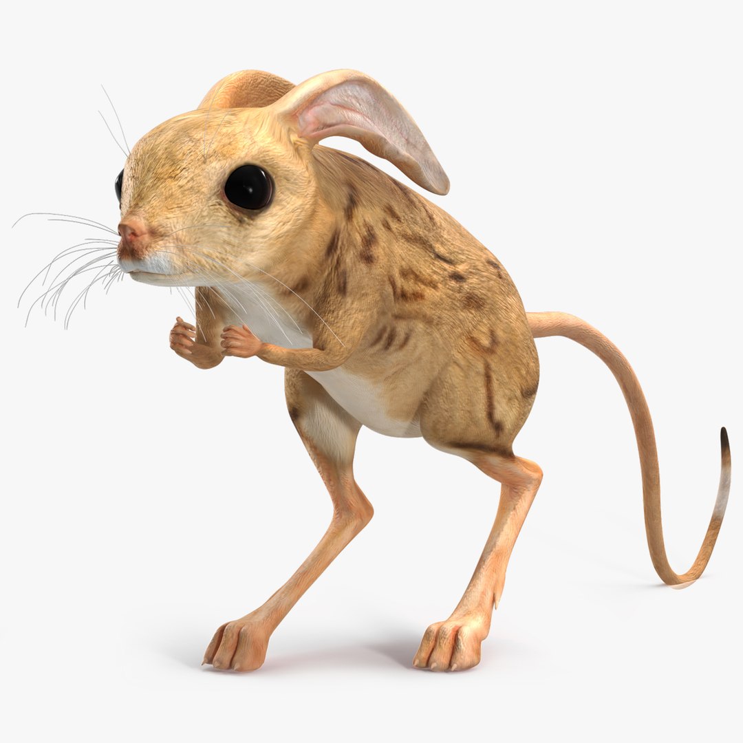 desertjerboariggedmb3dmodel000.jpg