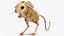 砂漠トビネズミの装備