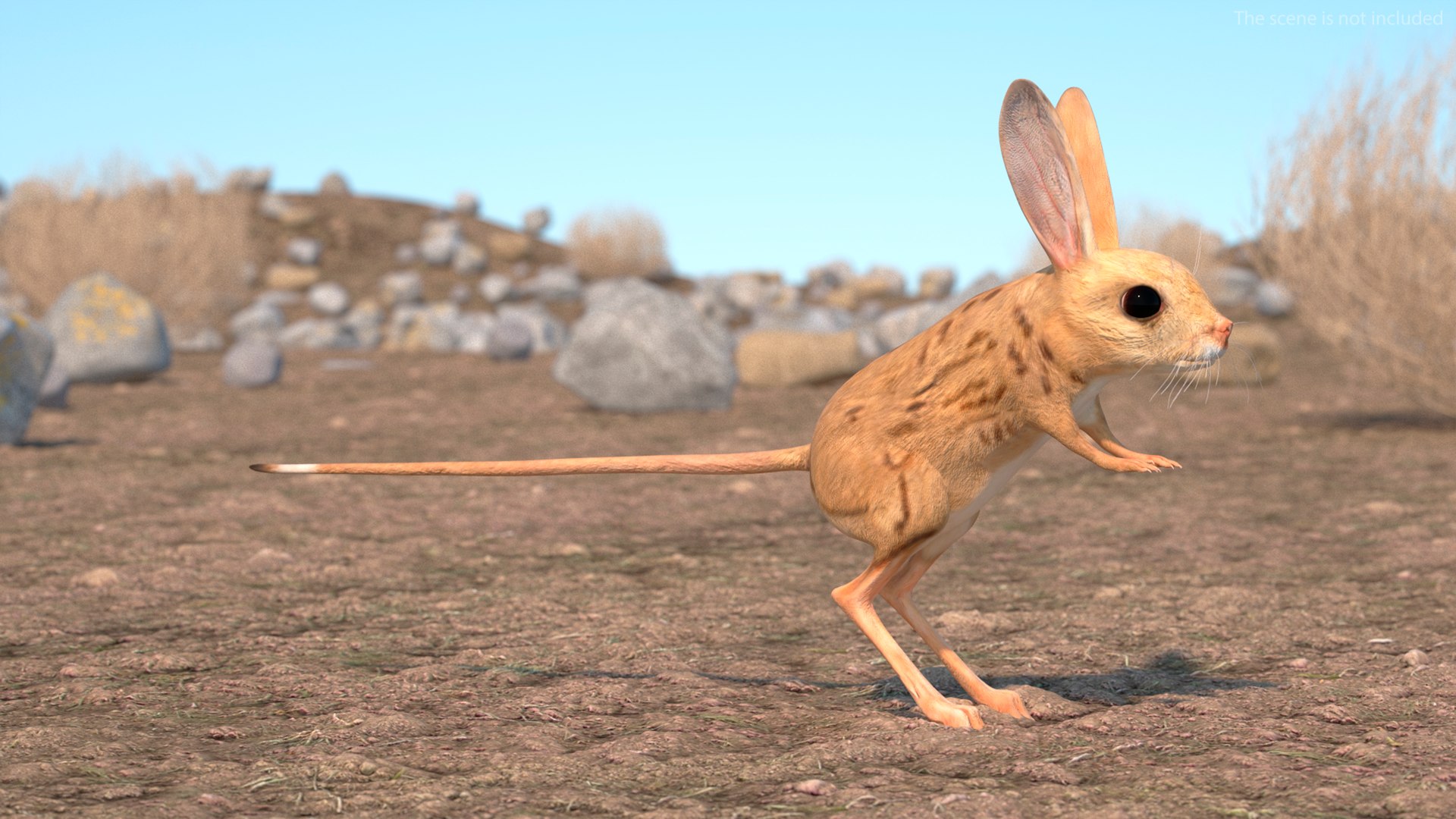 Desert Jerboa Rigged 3D https://p.turbosquid.com/ts-thumb/Xf/GySknD/3n/desertjerboariggedmb3dmodel003/jpg/1709590619/1920x1080/fit_q87/b3715d506e62a0c63deaa77a314523da0c2a25a7/desertjerboariggedmb3dmodel003.jpg