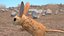 砂漠トビネズミの装備