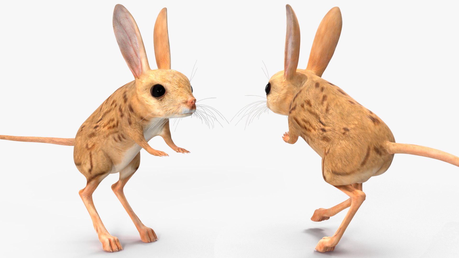 Desert Jerboa Rigged 3D https://p.turbosquid.com/ts-thumb/Xf/GySknD/73/desertjerboariggedmb3dmodel021/jpg/1709590707/1920x1080/fit_q87/a4eaddbfa7e1c3d6c1a978f75a01591709d91214/desertjerboariggedmb3dmodel021.jpg