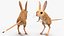 砂漠トビネズミの装備