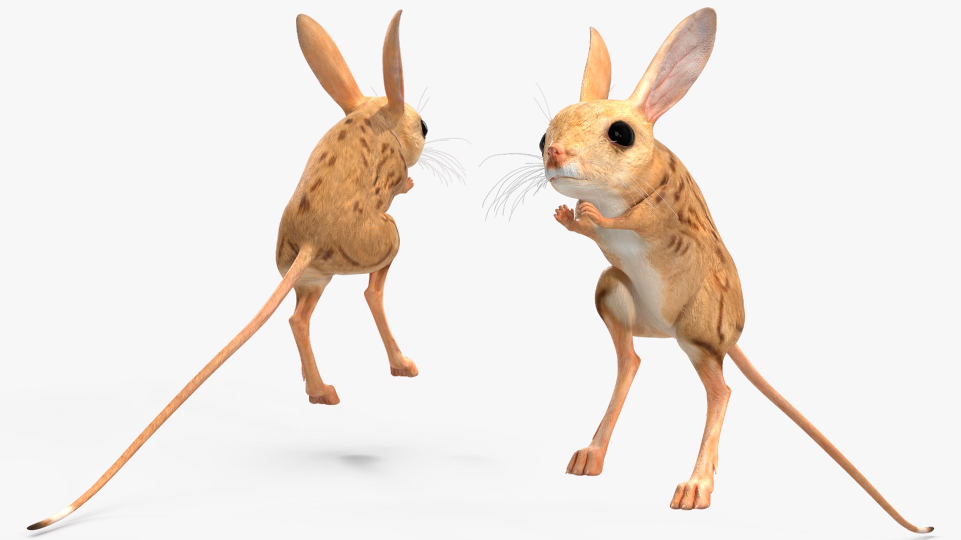 Desert Jerboa Rigged 3D https://p.turbosquid.com/ts-thumb/Xf/GySknD/7m/desertjerboariggedmb3dmodel018/jpg/1709590695/1920x1080/fit_q87/81e615f3b983e86287d43029256d0f6c80e304c3/desertjerboariggedmb3dmodel018.jpg