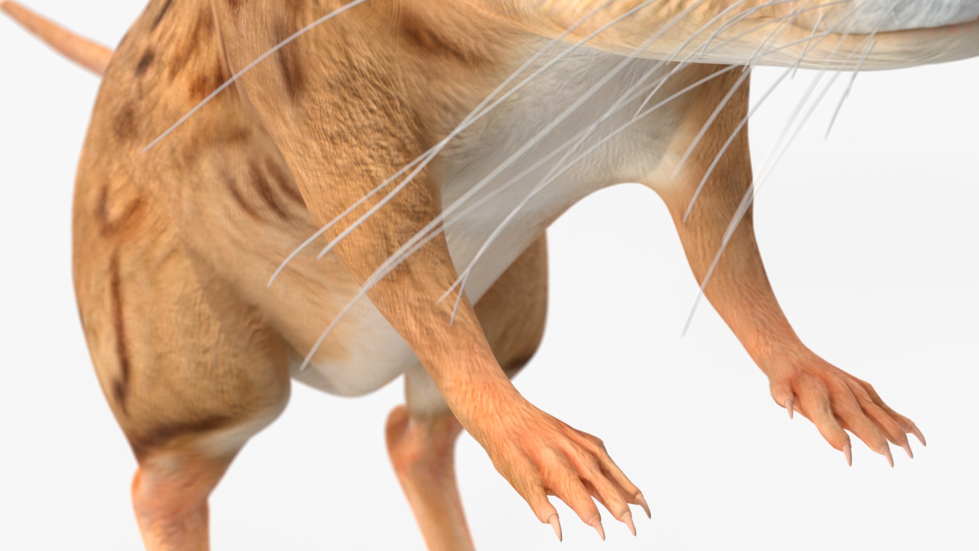 Desert Jerboa Rigged 3D https://p.turbosquid.com/ts-thumb/Xf/GySknD/8R/desertjerboariggedmb3dmodel026/jpg/1709590726/1920x1080/fit_q87/9a18ddd2910cc18447cf4e1a84b8eb080c5c2927/desertjerboariggedmb3dmodel026.jpg
