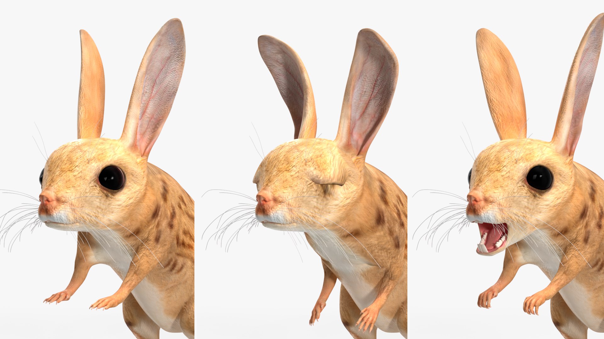 Desert Jerboa Rigged 3D https://p.turbosquid.com/ts-thumb/Xf/GySknD/Er/desertjerboariggedmb3dmodel023/jpg/1709590714/1920x1080/fit_q87/176242fc094cc9a3ee94f8fe55697b550f18d3e1/desertjerboariggedmb3dmodel023.jpg