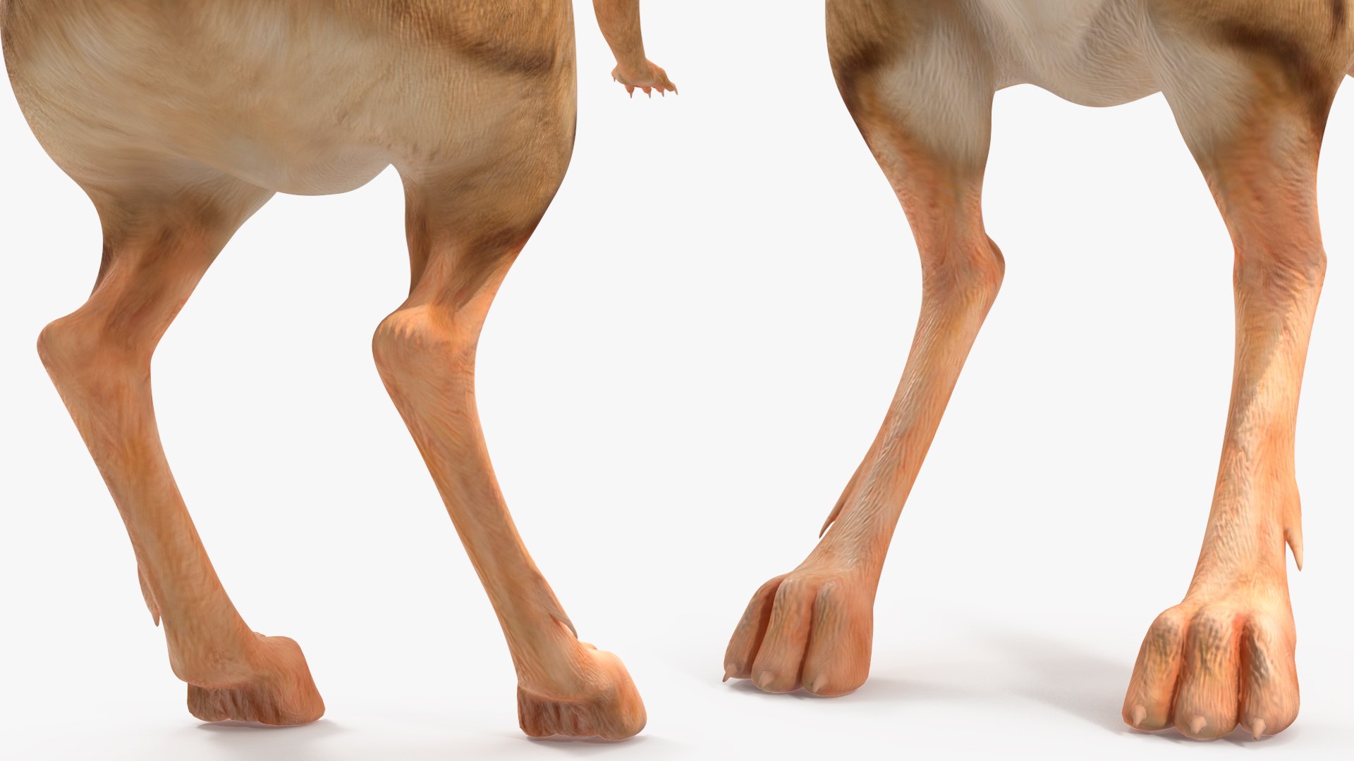 Desert Jerboa Rigged 3D https://p.turbosquid.com/ts-thumb/Xf/GySknD/Gh/desertjerboariggedmb3dmodel028/jpg/1709590734/1920x1080/fit_q87/7c9e4570cc6d3ac0d086bb0b70d2801010364e50/desertjerboariggedmb3dmodel028.jpg