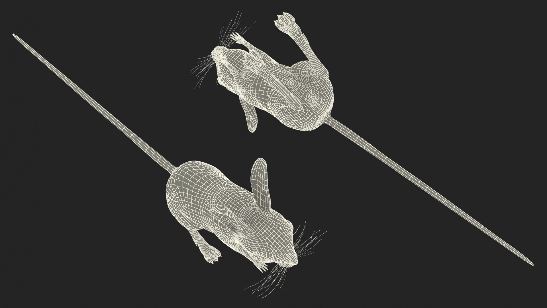 Desert Jerboa Rigged 3D https://p.turbosquid.com/ts-thumb/Xf/GySknD/Pn/desertjerboariggedmb3dmodel037/jpg/1709590773/1920x1080/fit_q87/a64b5f1f569a8531627e4921decdb16f5cd78a0e/desertjerboariggedmb3dmodel037.jpg