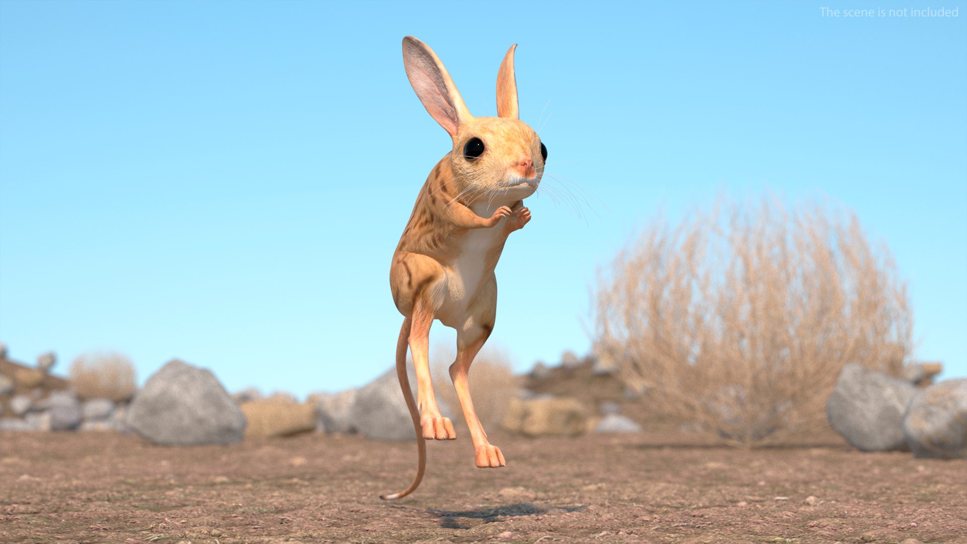 Desert Jerboa Rigged 3D https://p.turbosquid.com/ts-thumb/Xf/GySknD/TM/desertjerboariggedmb3dmodel007/jpg/1709590641/1920x1080/fit_q87/c7ffb8c5ac6ba534960bacb9b6321af8eabd1e8a/desertjerboariggedmb3dmodel007.jpg