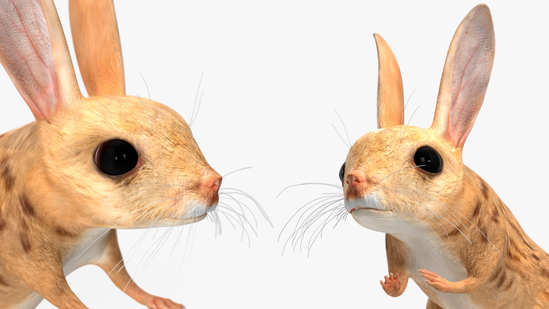Desert Jerboa Rigged 3D https://p.turbosquid.com/ts-thumb/Xf/GySknD/ed/desertjerboariggedmb3dmodel025/jpg/1709590722/1920x1080/fit_q87/cbf70182847af7b2f5cccf58250b523dc727472b/desertjerboariggedmb3dmodel025.jpg