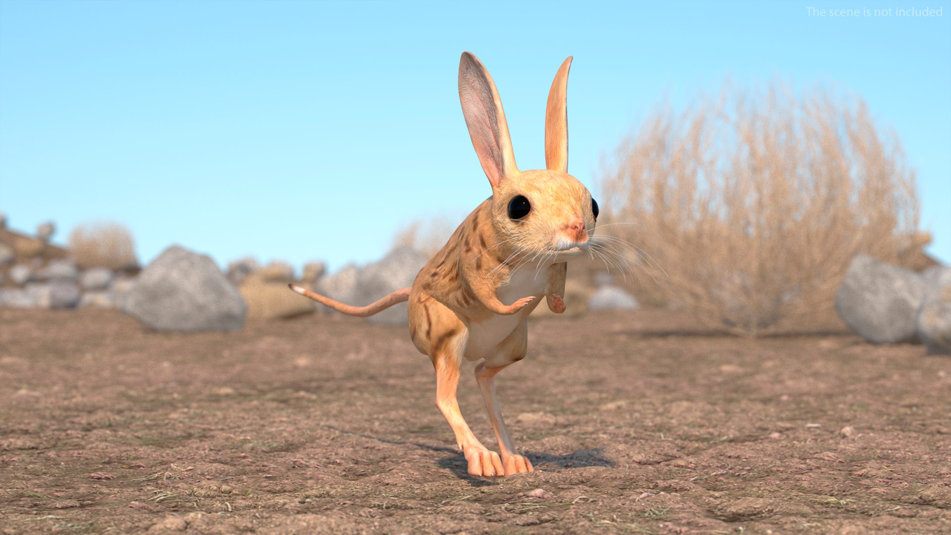 Desert Jerboa Rigged 3D https://p.turbosquid.com/ts-thumb/Xf/GySknD/h6/desertjerboariggedmb3dmodel006/jpg/1709590637/1920x1080/fit_q87/536e0f40c8bef1fd2d869d7a96d88e485f3b9018/desertjerboariggedmb3dmodel006.jpg