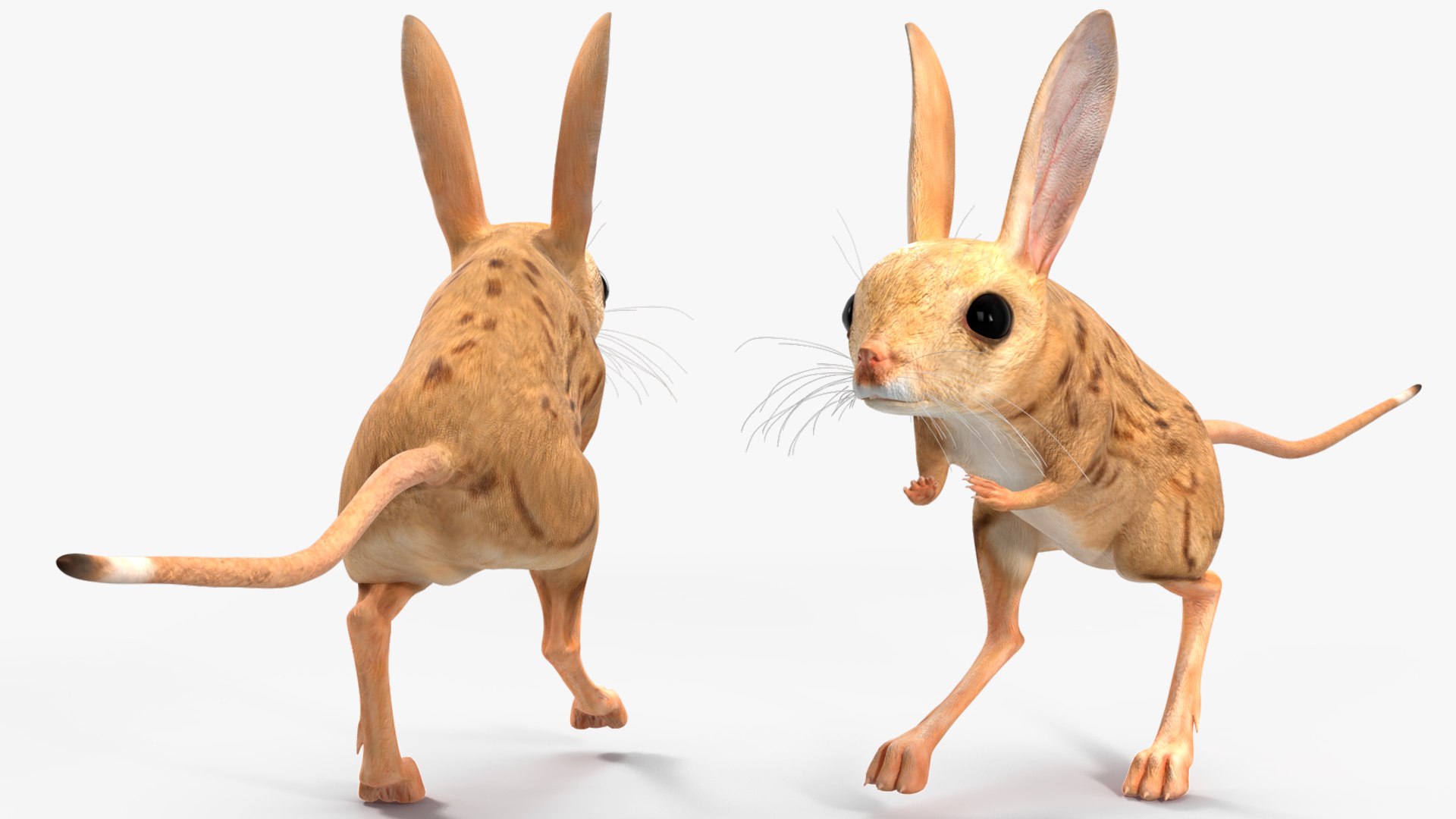 Desert Jerboa Rigged 3D https://p.turbosquid.com/ts-thumb/Xf/GySknD/m5/desertjerboariggedmb3dmodel017/jpg/1709590691/1920x1080/fit_q87/4bb6078e973443f3421c892c5d1313e228b867d7/desertjerboariggedmb3dmodel017.jpg