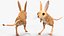 砂漠トビネズミの装備