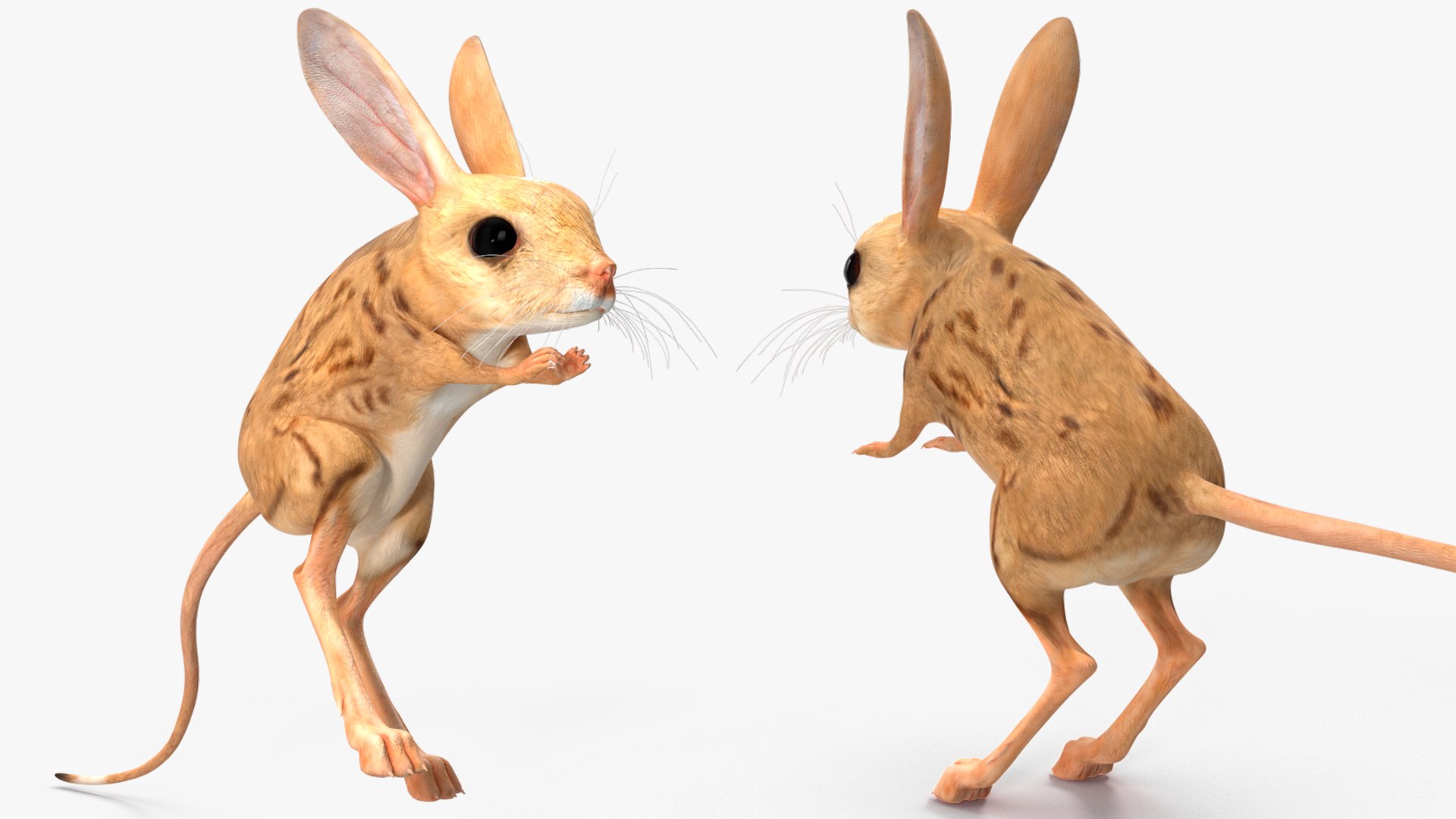 Desert Jerboa Rigged 3D https://p.turbosquid.com/ts-thumb/Xf/GySknD/oO/desertjerboariggedmb3dmodel022/jpg/1709590710/1920x1080/fit_q87/587ce30641c201f56357ebb9eaa525f99b6c03d7/desertjerboariggedmb3dmodel022.jpg