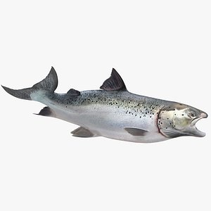 3D swimming atlantic salmon fish