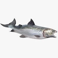Animated Swims Atlantic Salmon Fish Rigged for Cinema 4D