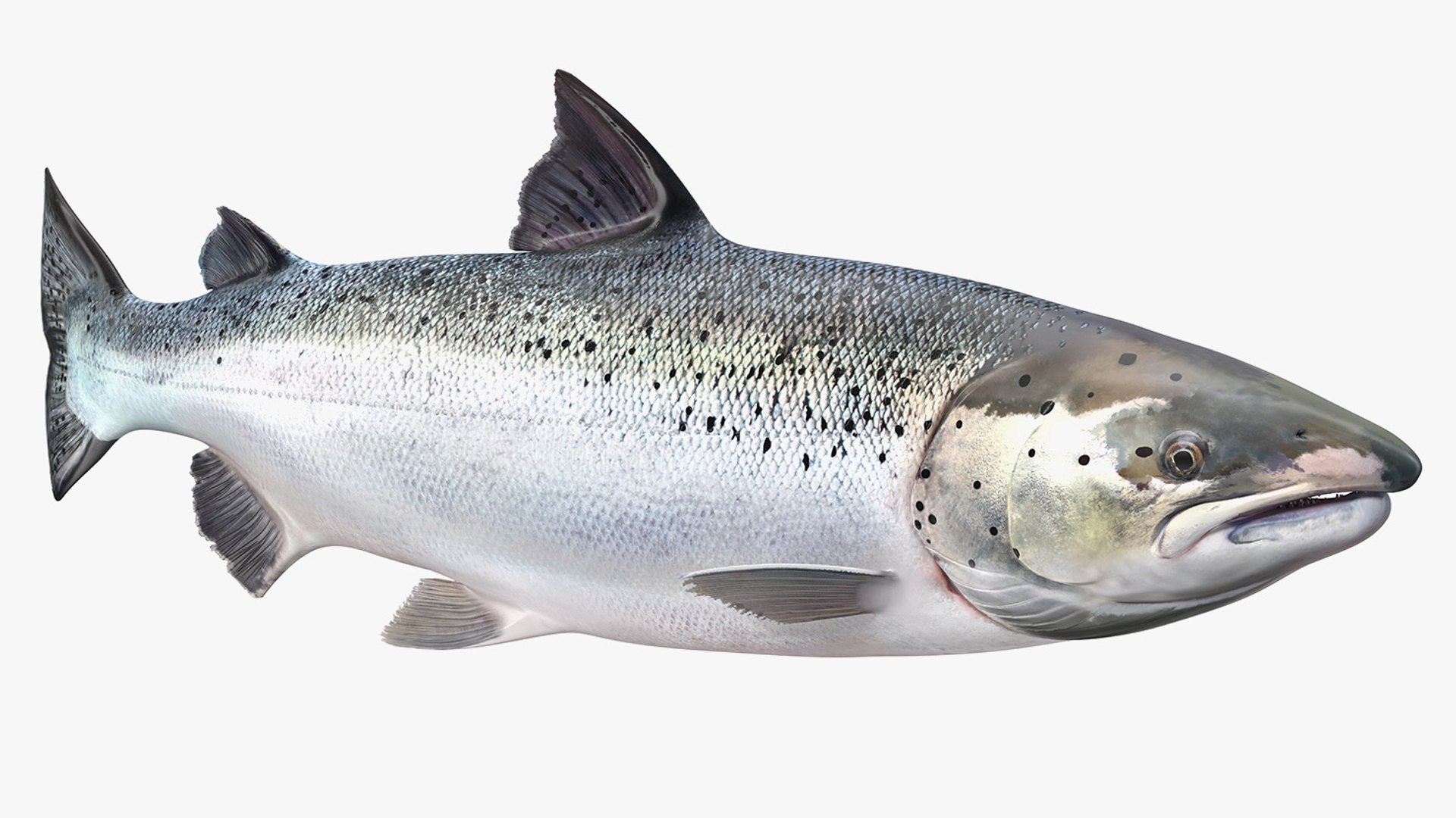 Animated Swims Atlantic Salmon Fish Rigged for Cinema 4D 3D model preview