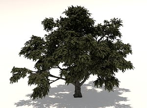 3D model cork tree