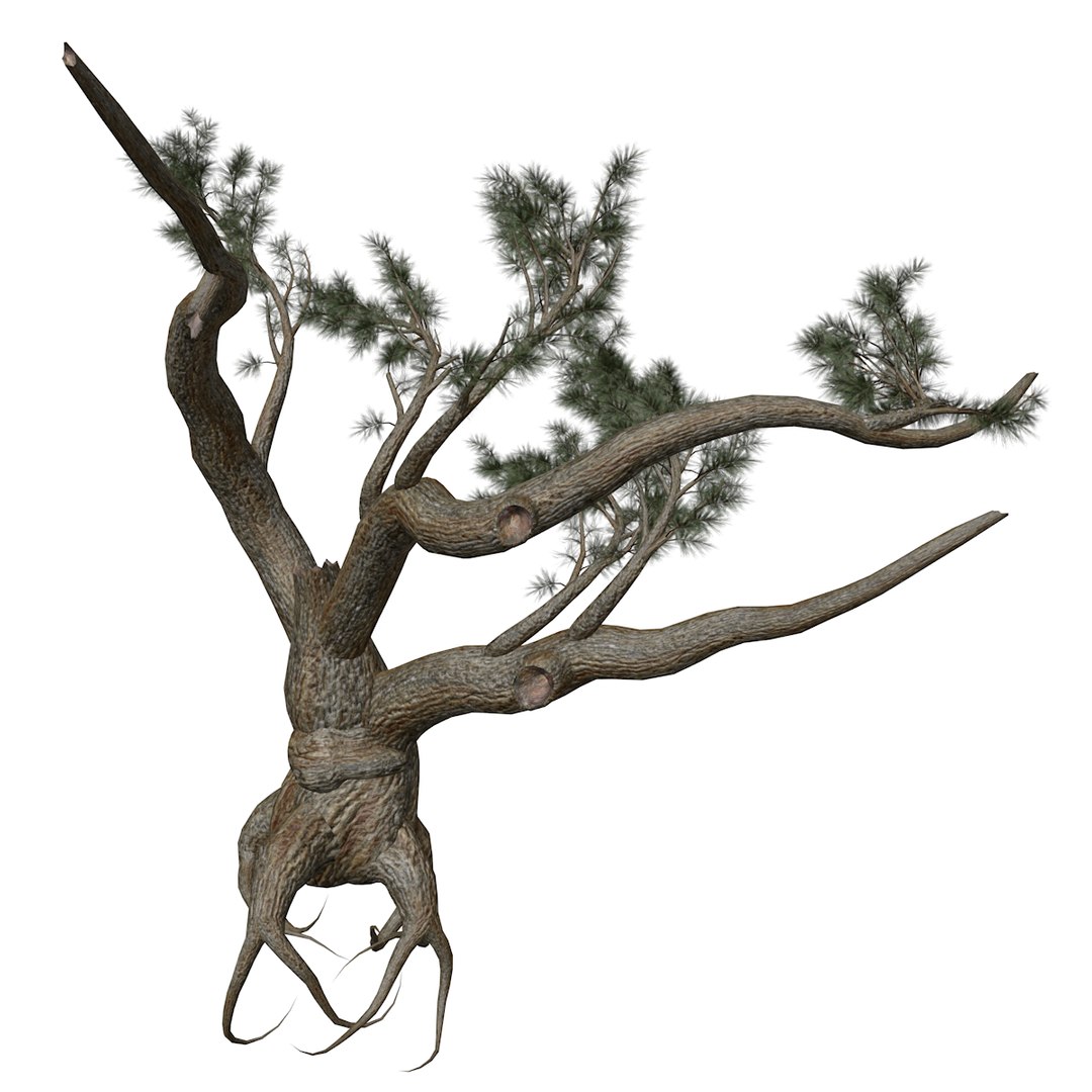 Jeffrey Pine Tree Collection 3D Model - TurboSquid 2378859