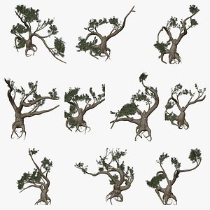 Jeffrey Pine Tree Collection