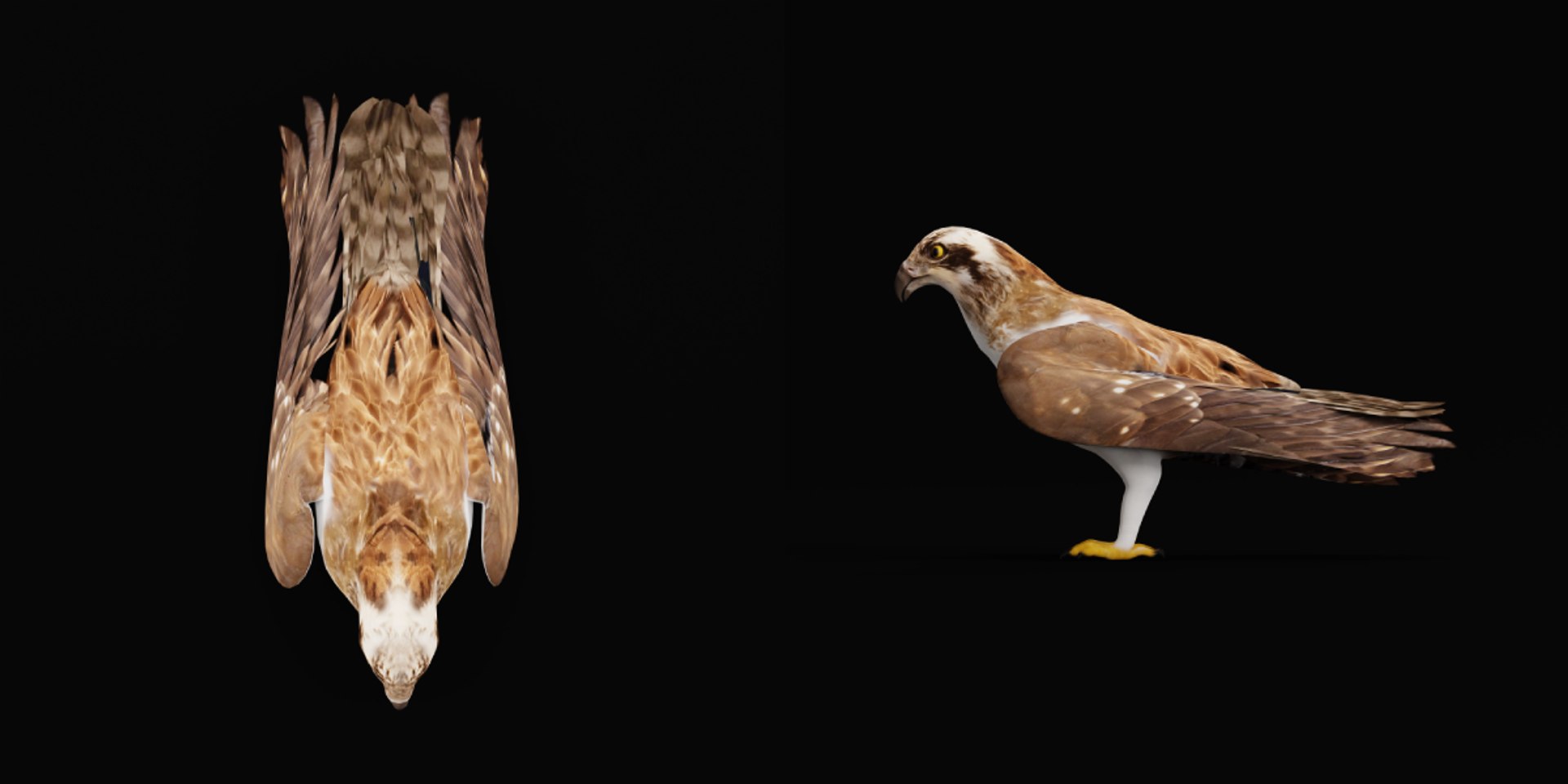 3D Osprey Sea Hawk Bird model https://p.turbosquid.com/ts-thumb/Xf/ejpgMW/1G/osprey_sea_hawk_bird2/png/1740815471/1920x1080/fit_q87/25c81c886a3a54284e6e6410c8999aa42c0afc3f/osprey_sea_hawk_bird2.jpg