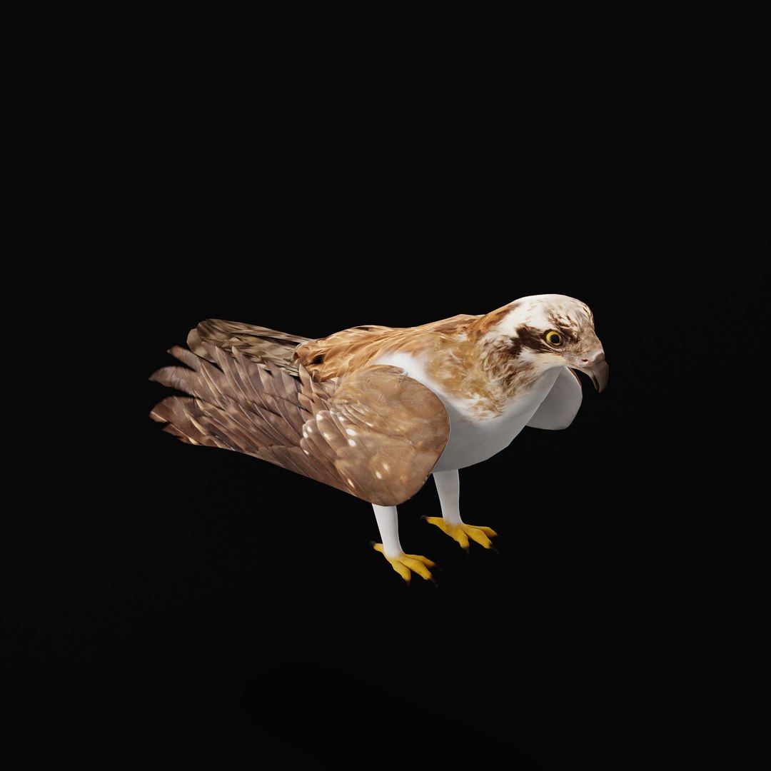 3D Osprey Sea Hawk Bird model https://p.turbosquid.com/ts-thumb/Xf/ejpgMW/3N/ospreybirdao_0000/jpg/1740815449/1920x1080/fit_q87/2046a15f4d719b965fa1329b1f182303809298a3/ospreybirdao_0000.jpg