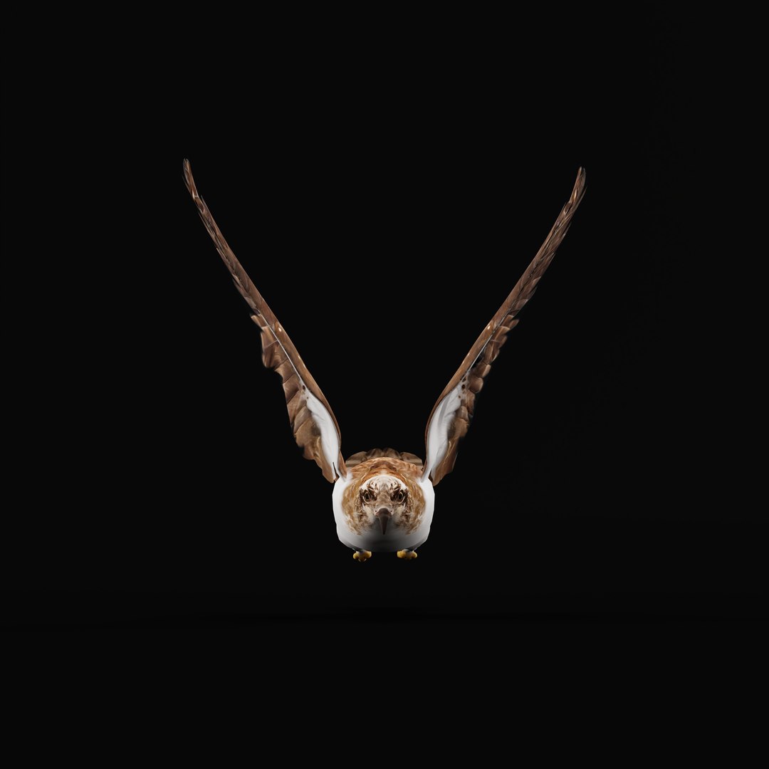 3D Osprey Sea Hawk Bird model https://p.turbosquid.com/ts-thumb/Xf/ejpgMW/4I/ospreybirdao_0008/jpg/1740815466/1920x1080/fit_q87/73d85e496b26f264ad239af76ca6aa0e7cc6ee34/ospreybirdao_0008.jpg