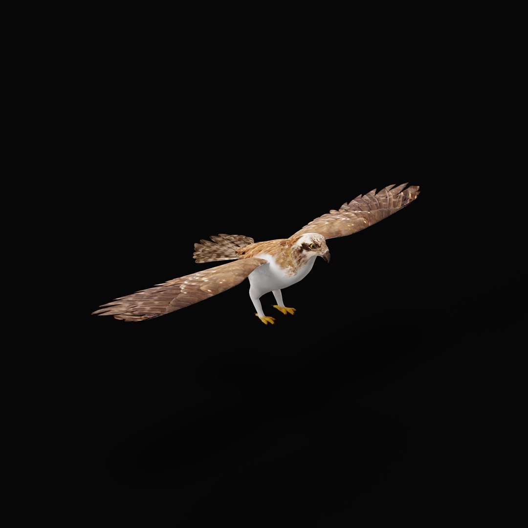 3D Osprey Sea Hawk Bird model https://p.turbosquid.com/ts-thumb/Xf/ejpgMW/9n/ospreybirdao_0004/jpg/1740815462/1920x1080/fit_q87/e210b009deca3cf071589cb76c31a3f8c395136b/ospreybirdao_0004.jpg