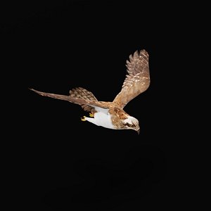 Osprey Sea Hawk Bird