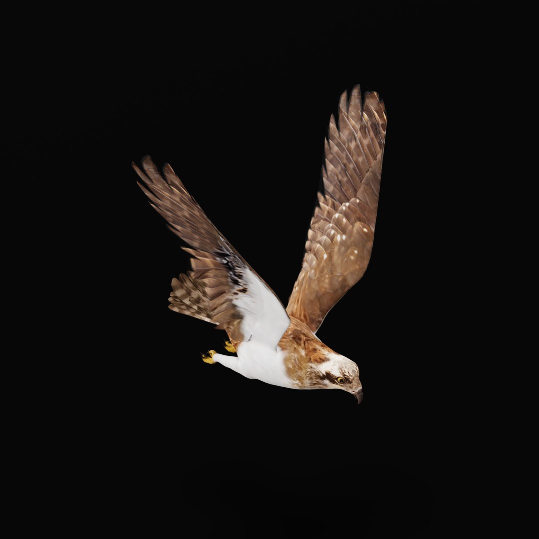 3D Osprey Sea Hawk Bird model https://p.turbosquid.com/ts-thumb/Xf/ejpgMW/GW/ospreybirdao_0005/jpg/1740815463/1920x1080/fit_q87/6aa1559d4d9914c7464d82d67f9849d0d1fe873a/ospreybirdao_0005.jpg