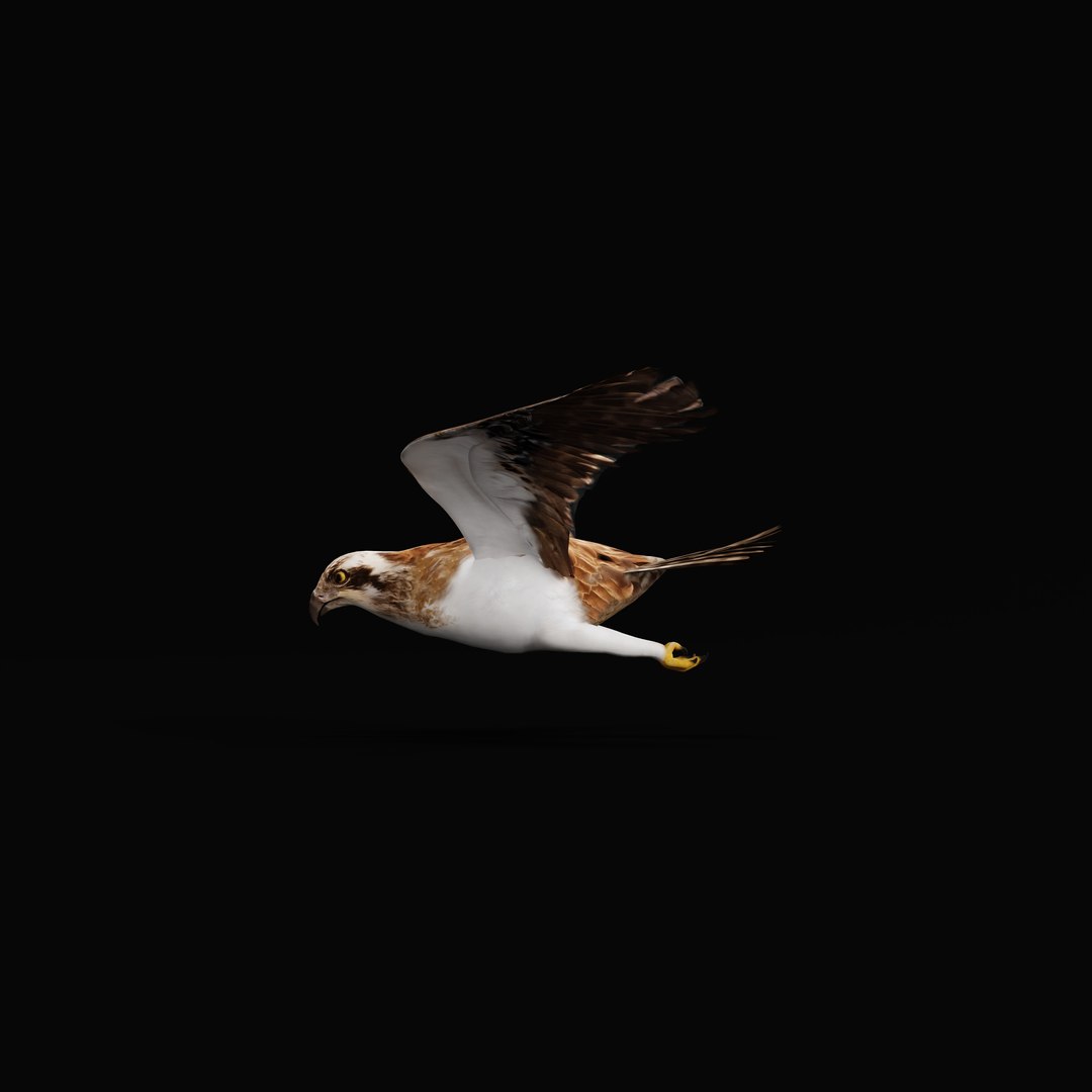3D Osprey Sea Hawk Bird model https://p.turbosquid.com/ts-thumb/Xf/ejpgMW/Jh/ospreybirdao_0011/jpg/1740815470/1920x1080/fit_q87/6cbada107c8c1a78faaa25f291bbb7f254189b8f/ospreybirdao_0011.jpg
