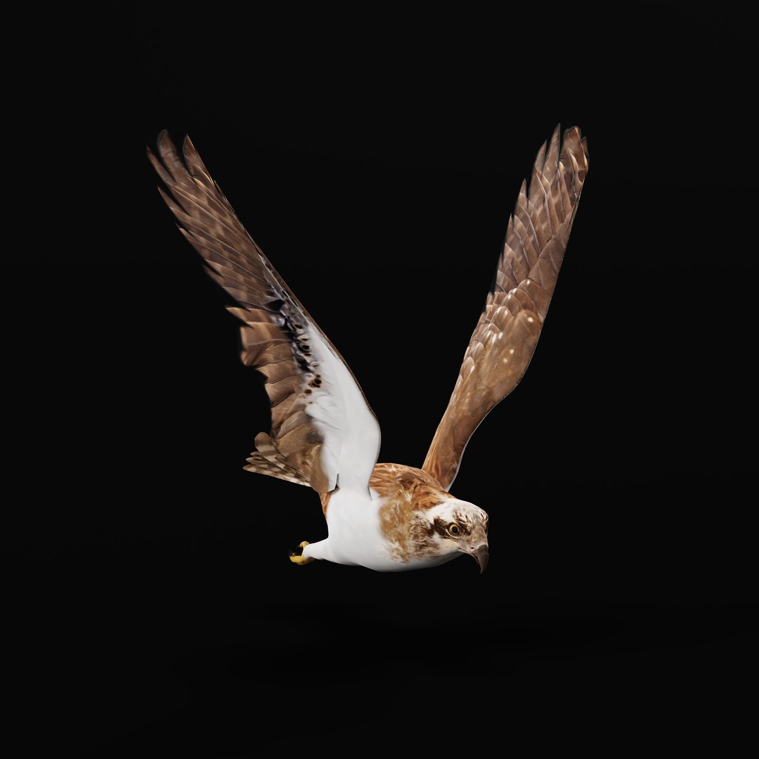 3D Osprey Sea Hawk Bird model https://p.turbosquid.com/ts-thumb/Xf/ejpgMW/Kw/ospreybirdao_0006/jpg/1740815463/1920x1080/fit_q87/3f3d0968753f4dc77d73b8809ec1ef2014f99b5b/ospreybirdao_0006.jpg