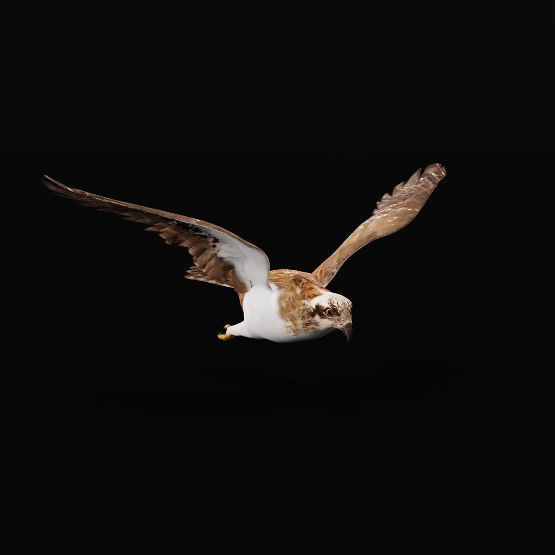 3D Osprey Sea Hawk Bird model https://p.turbosquid.com/ts-thumb/Xf/ejpgMW/Oj/ospreybirdao_0010/jpg/1740815469/1920x1080/fit_q87/2d50226f4b92d92fbc857418cf1f47a7918bd2c0/ospreybirdao_0010.jpg