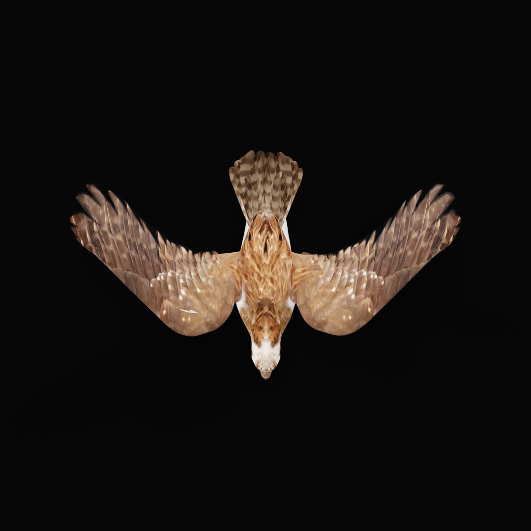 3D Osprey Sea Hawk Bird model https://p.turbosquid.com/ts-thumb/Xf/ejpgMW/Xx/ospreybirdao_0009/jpg/1740815468/1920x1080/fit_q87/a36735c0d94a81554931d14a6aae535f36bd016e/ospreybirdao_0009.jpg