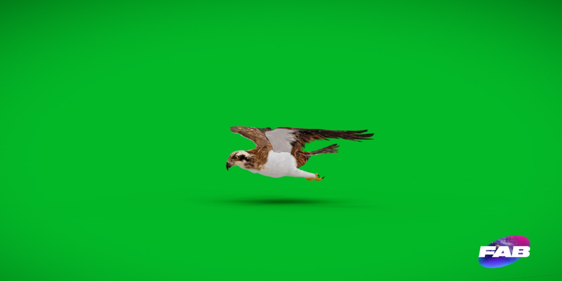 3D Osprey Sea Hawk Bird model https://p.turbosquid.com/ts-thumb/Xf/ejpgMW/Zw/osprey_sea_hawk2/png/1740815442/1920x1080/fit_q87/5ac3af466161f3c65ce79afd0b4e20c52c63f7f7/osprey_sea_hawk2.jpg
