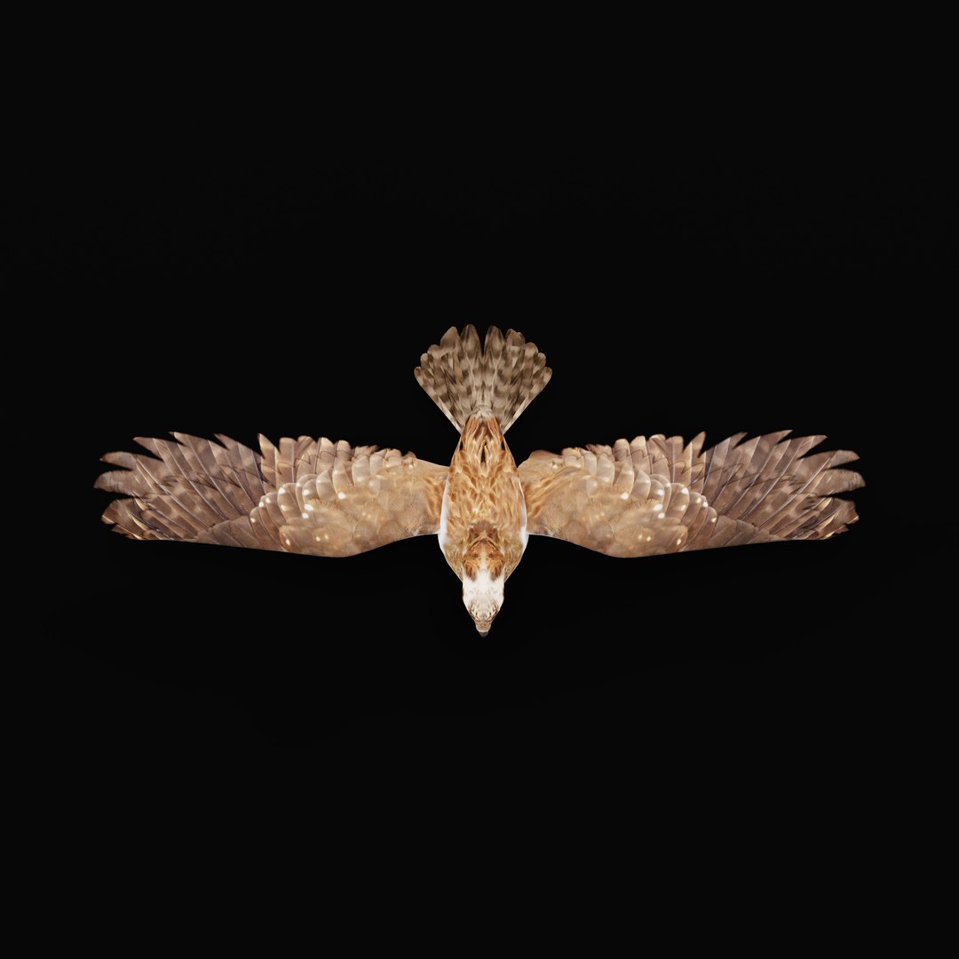 3D Osprey Sea Hawk Bird model https://p.turbosquid.com/ts-thumb/Xf/ejpgMW/dG/ospreybirdao_0003/jpg/1740815455/1920x1080/fit_q87/07d1a49ee68eb17884aa54bae2c8096b2055f644/ospreybirdao_0003.jpg