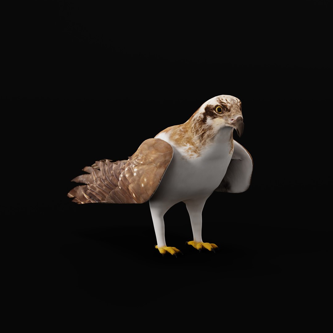 3D Osprey Sea Hawk Bird model https://p.turbosquid.com/ts-thumb/Xf/ejpgMW/hO/ospreybirdao_0001/jpg/1740815456/1920x1080/fit_q87/ccf04524cde6ab9c378e7183ad0df4192f2e4a33/ospreybirdao_0001.jpg