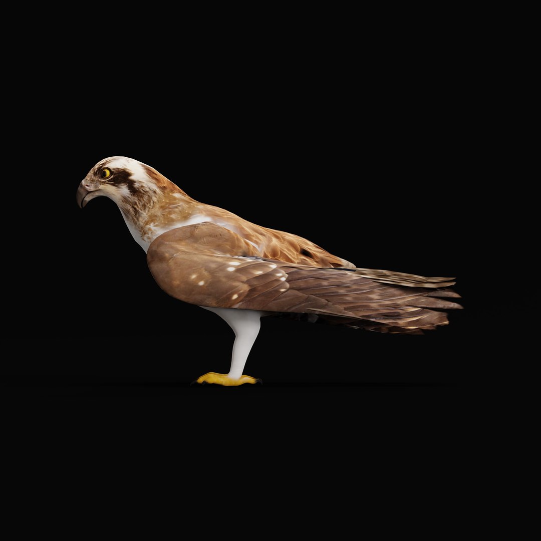 3D Osprey Sea Hawk Bird model https://p.turbosquid.com/ts-thumb/Xf/ejpgMW/o3/ospreybirdao_0002/jpg/1740815455/1920x1080/fit_q87/8c7052e2512cdd7c8f3df026ecd1db2d9d8212f8/ospreybirdao_0002.jpg