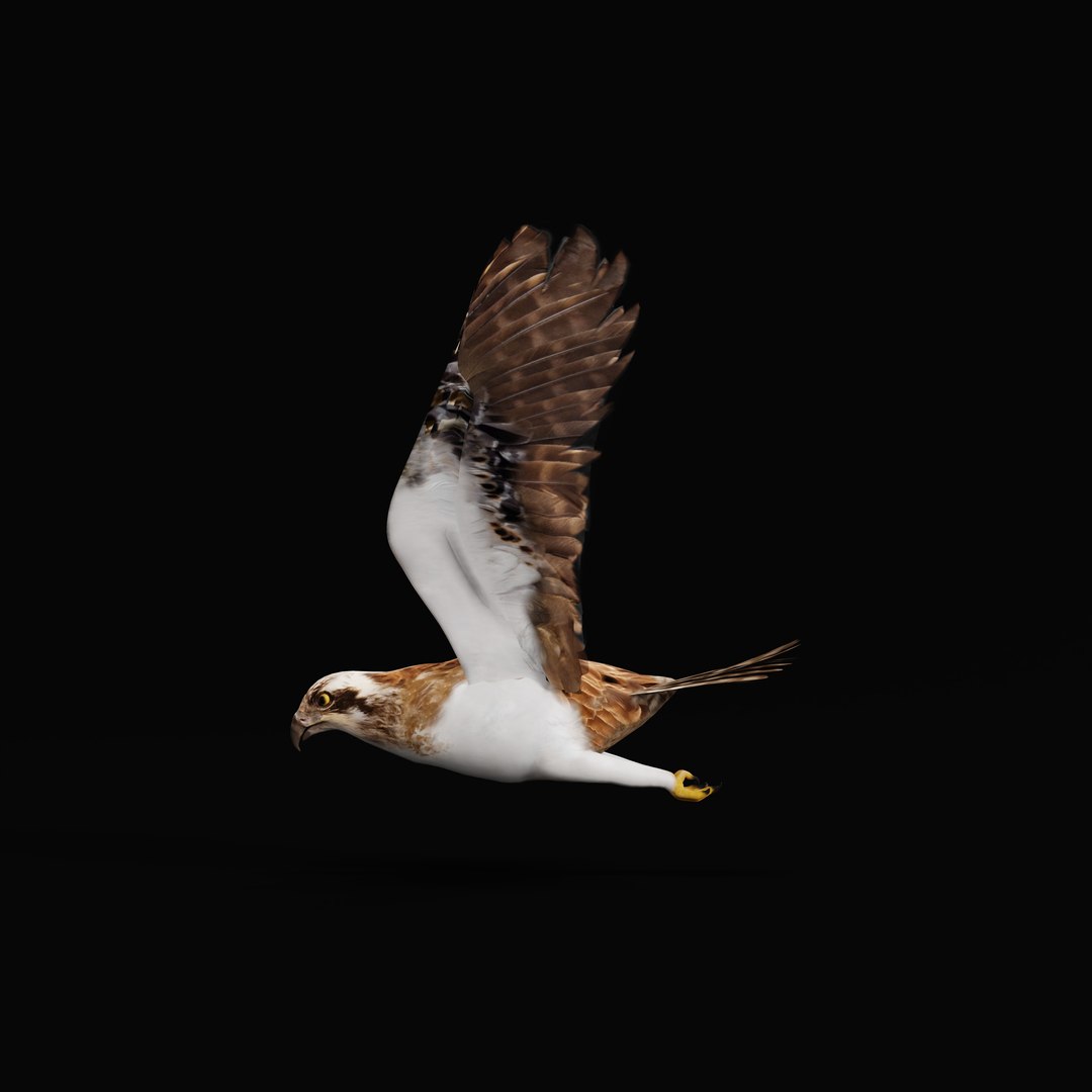 3D Osprey Sea Hawk Bird model https://p.turbosquid.com/ts-thumb/Xf/ejpgMW/st/ospreybirdao_0007/jpg/1740815468/1920x1080/fit_q87/0941ad810d8364c788dddafb6dd53ddbafcdd6de/ospreybirdao_0007.jpg