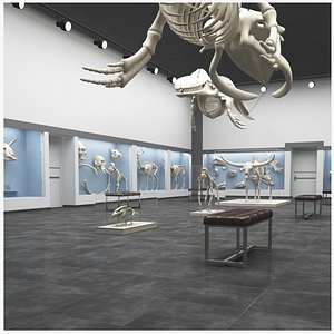 skeleton museum 3D