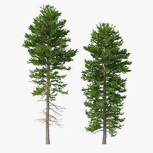 3D Picea Abies Set 1 - 2 in 1