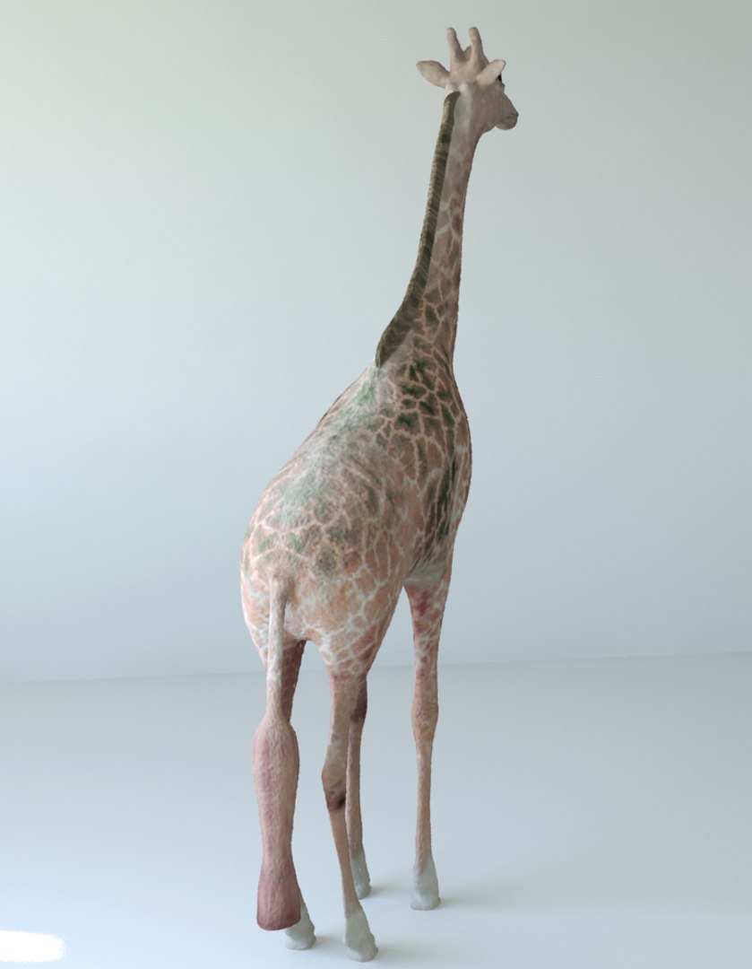 giraffes unwrapped 3d max https://p.turbosquid.com/ts-thumb/Xf/j6Lh0q/BmF9UPXP/4/jpg/1453929865/1920x1080/fit_q87/8a4ff7aa480fc0e2726eb634bbd252f07f7baa40/4.jpg