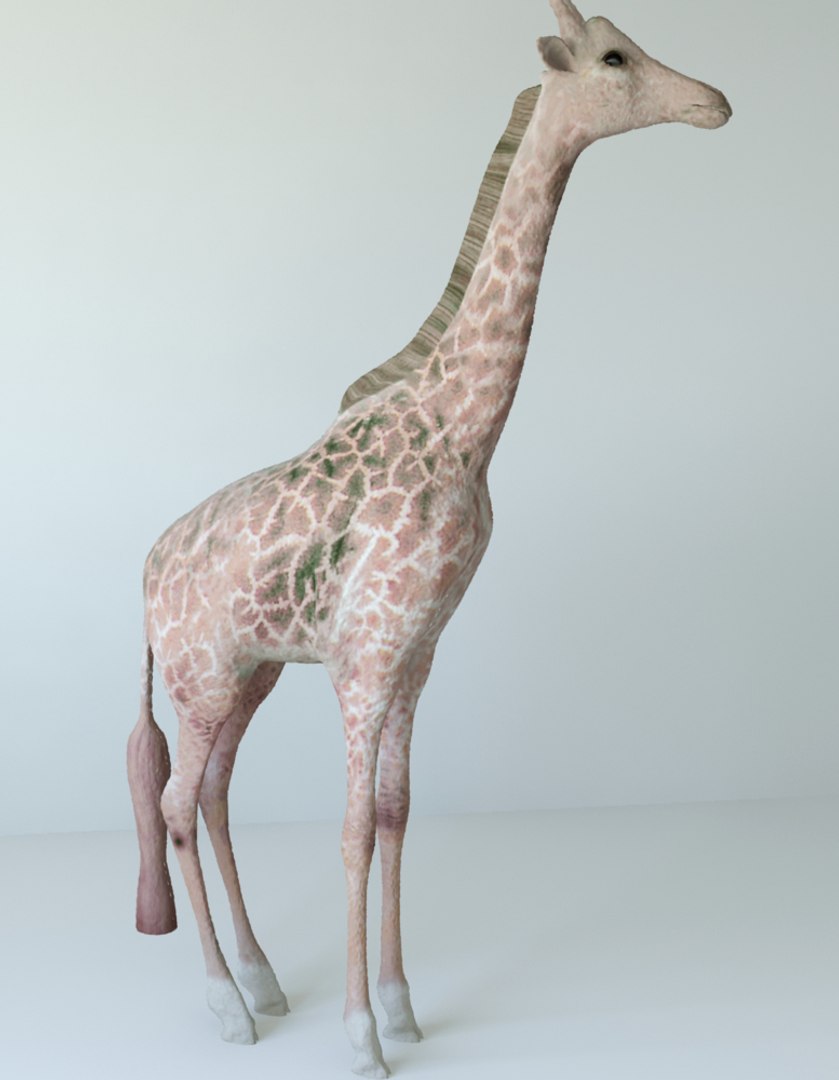 giraffes unwrapped 3d max https://p.turbosquid.com/ts-thumb/Xf/j6Lh0q/sPSsBXLN/2/jpg/1453929865/1920x1080/fit_q87/619ede1df53893eabdd73ebe214b6c9d19d90229/2.jpg