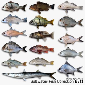 3D Saltwater Fish Collection 13