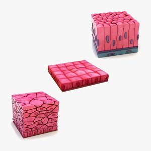 3D model Skin Cells Collection