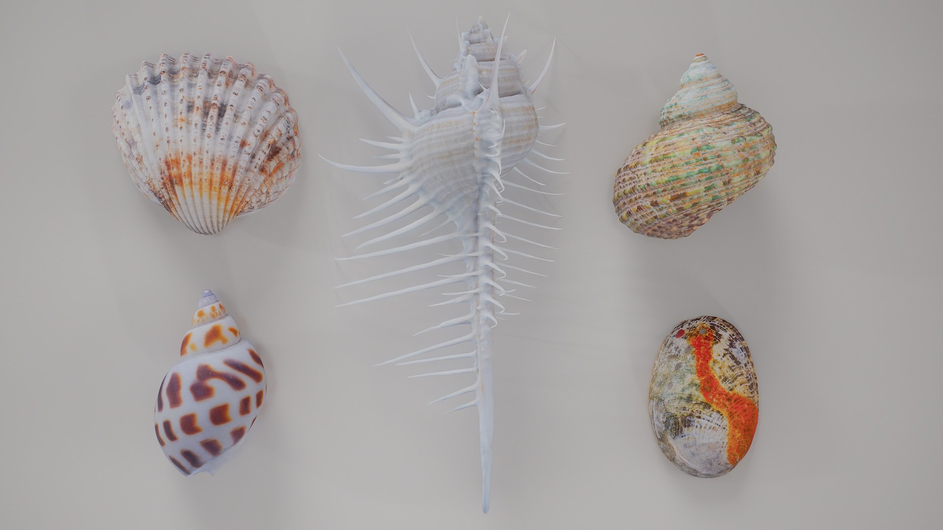 3D 5 3D Scanned Shell Collection 5 https://p.turbosquid.com/ts-thumb/Xg/3G4hcq/1t/shell_collection_5/jpg/1767620610/1920x1080/fit_q87/59670777377912127af43607264c6384443f1ade/shell_collection_5.jpg