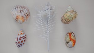 3D 5 3D Scanned Shell Collection 5
