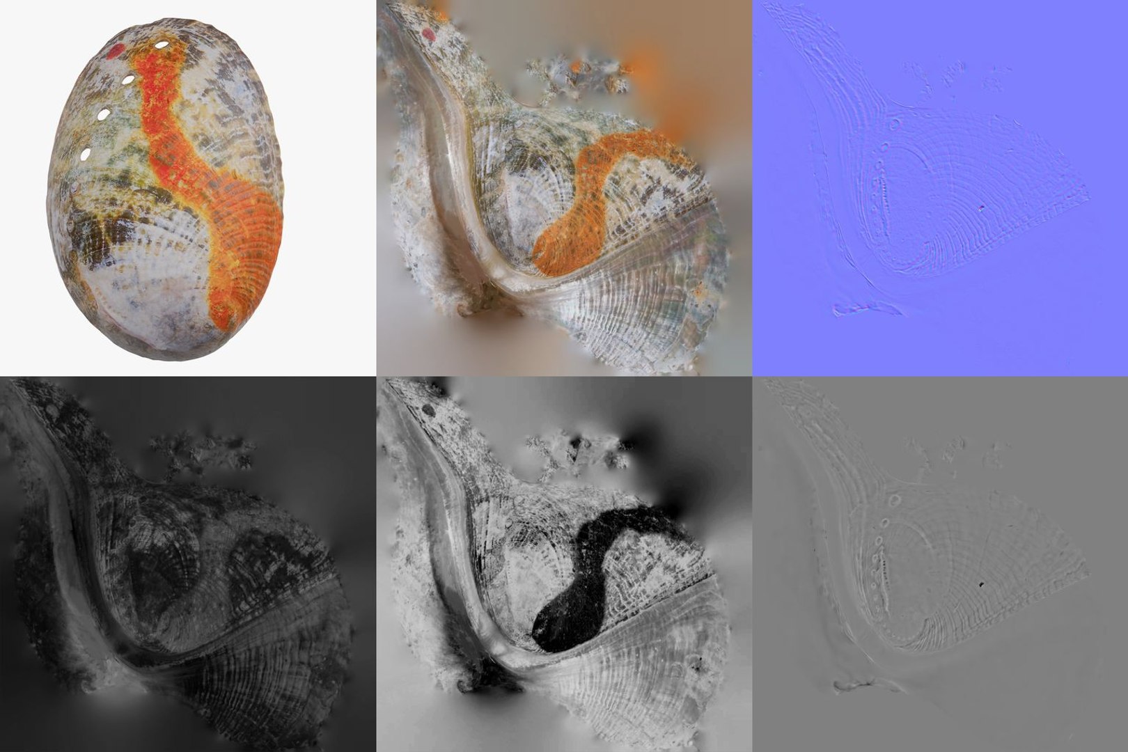 3D 5 3D Scanned Shell Collection 5 https://p.turbosquid.com/ts-thumb/Xg/3G4hcq/vg/abalone_haliotis_shell_6_pbr_maps/jpg/1767620613/1920x1080/fit_q87/400f9062b35360d26d80252faea7f81f236ee44d/abalone_haliotis_shell_6_pbr_maps.jpg