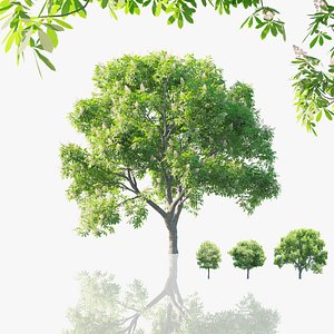 Horse Chestnut Trees