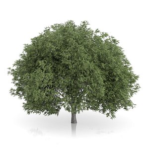 3d crack willow tree salix